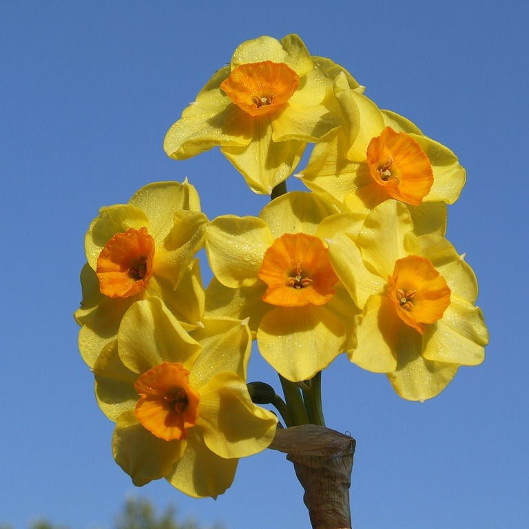 Narcissus - Scilly Valentine