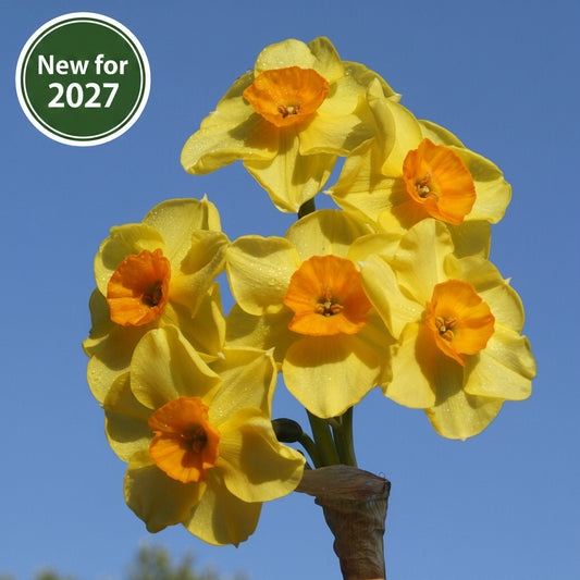 A cluster of bright yellow daffodils with orange centers blooming against a clear blue sky.