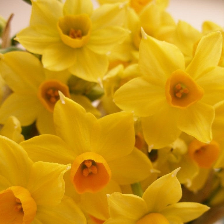 Narcissus - Scilly Valentine