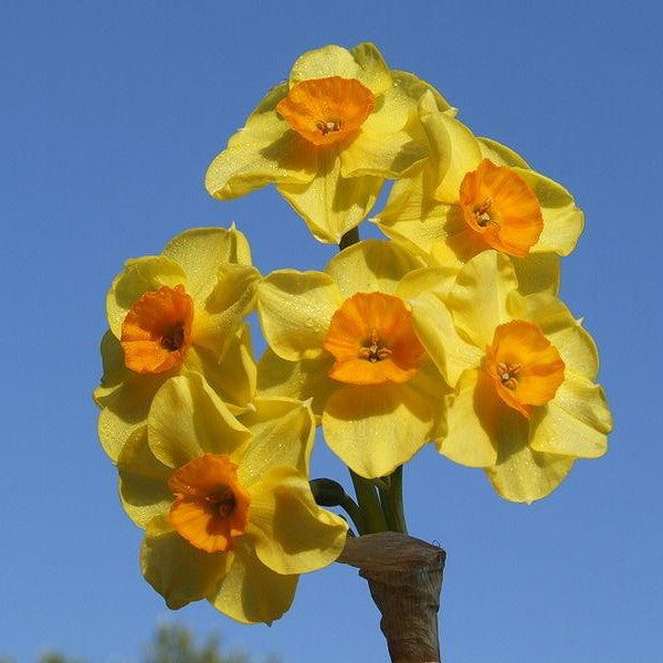 Narcissus - Scilly Valentine