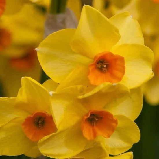 Narcissus - Scilly Valentine