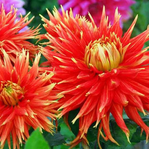 Dahlia Dinnerplate - Show'N'Tell