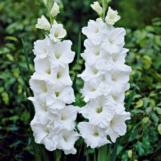 Gladioli - Snowboard