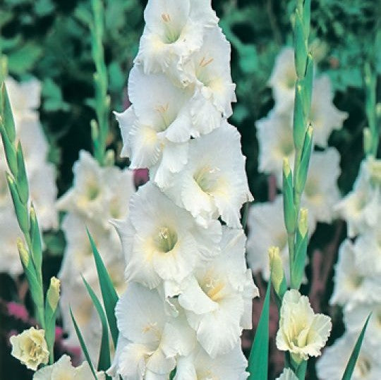 Gladioli - Snowboard