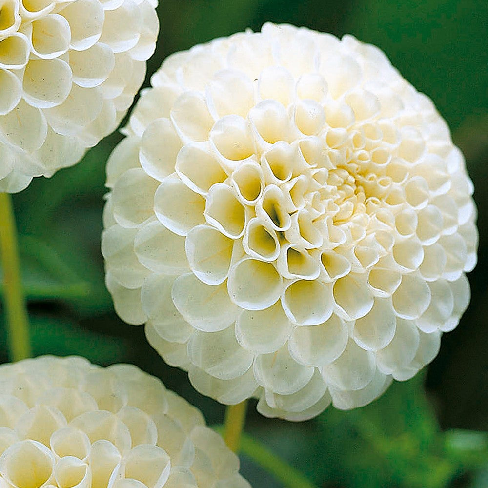 Dahlia Pompom - Snowflake