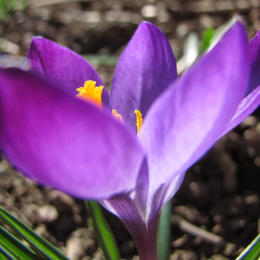 Crocus Species - Whitewell Purple