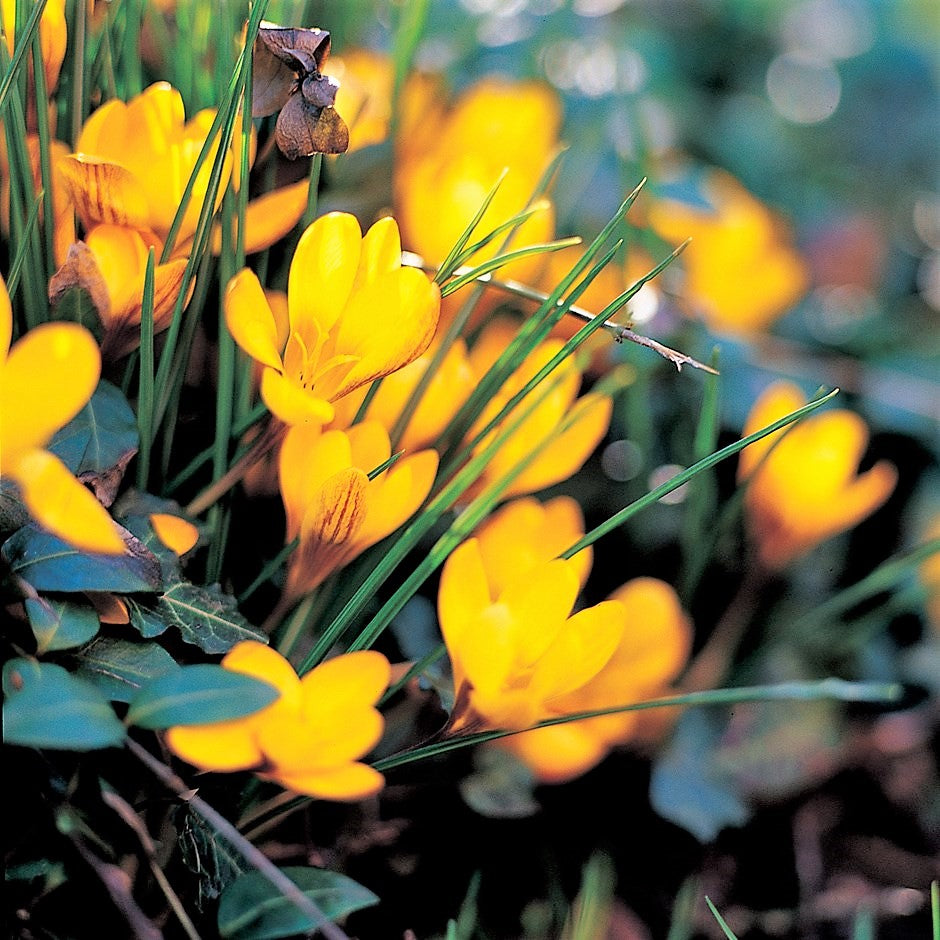 Crocus Species - Fuscotinctus