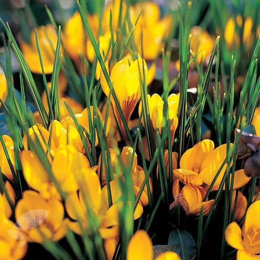 Crocus Species - Fuscotinctus