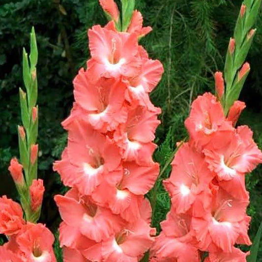 Gladioli - Spic and Span