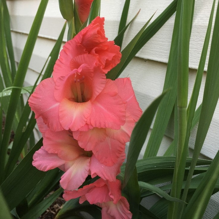 Gladioli - Spic and Span