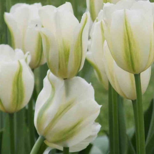 Tulip - Spring Green