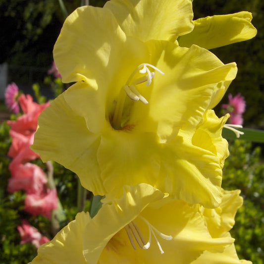 Gladioli - Strong Gold