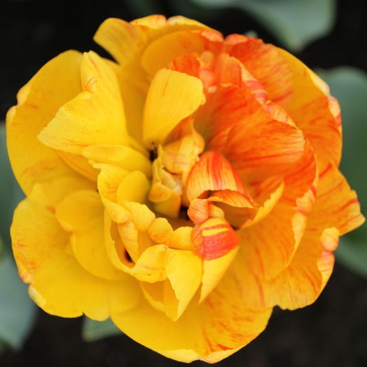 Tulip - Sunlover