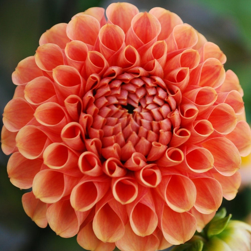 Dahlia Ball - Sylvia