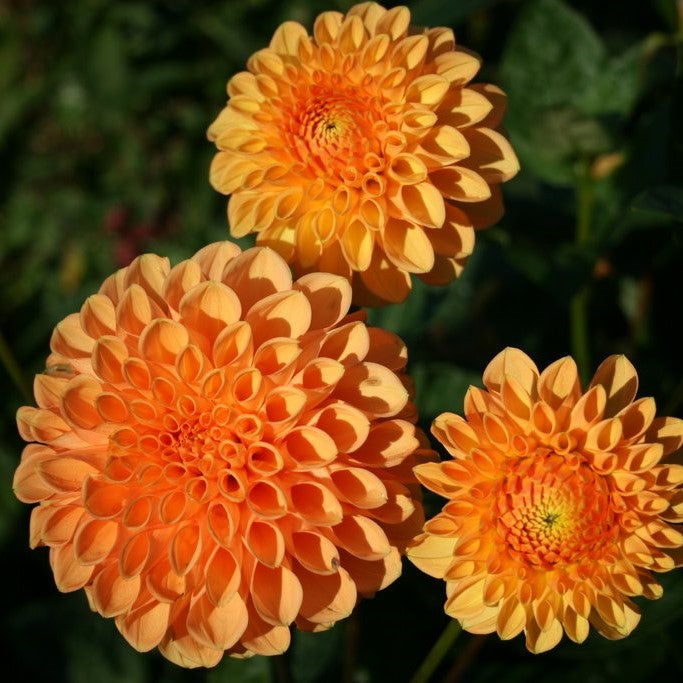 Dahlia Ball - Sylvia