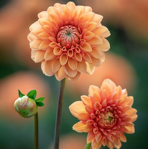 Dahlia Ball - Sylvia