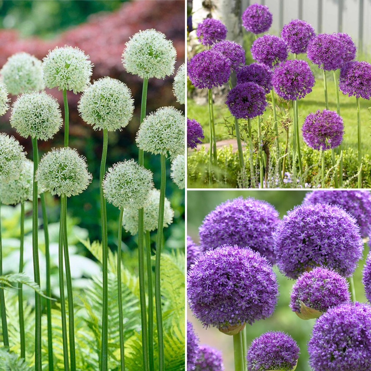 Tall Allium Collection - Elevate your garden with this stunning Allium Collection