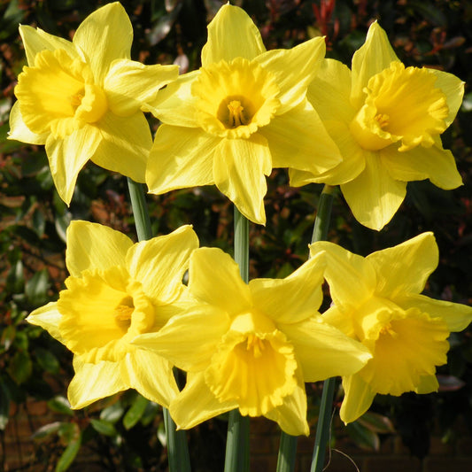 Daffodil - Tamara