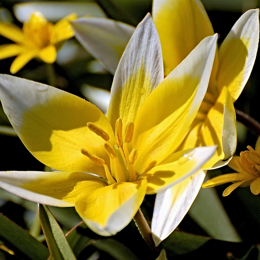 Tulip - Tarda