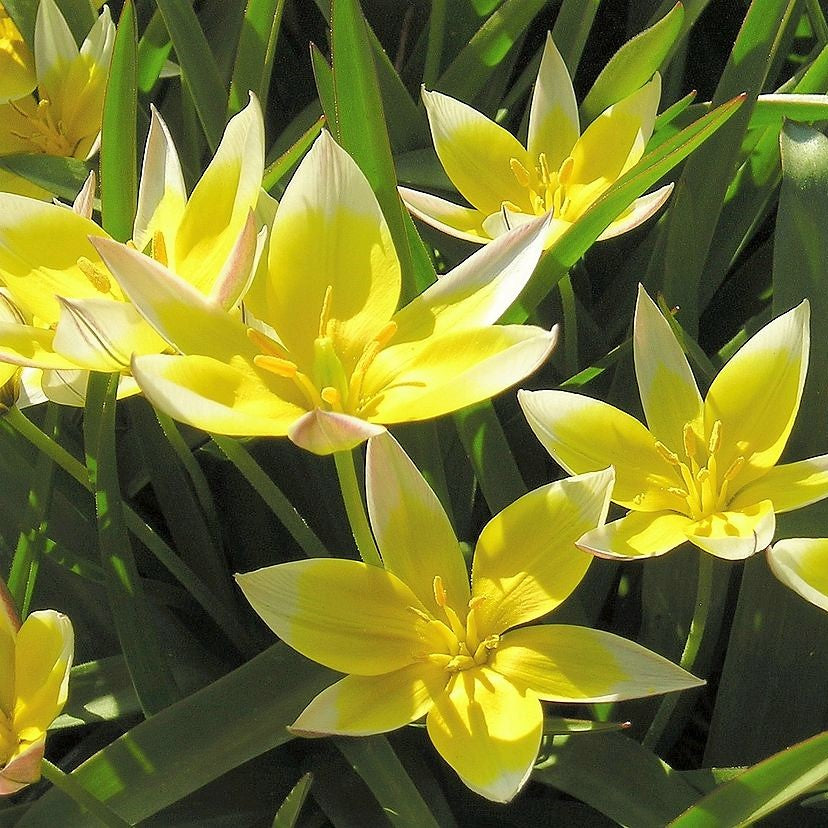 Tulip - Tarda