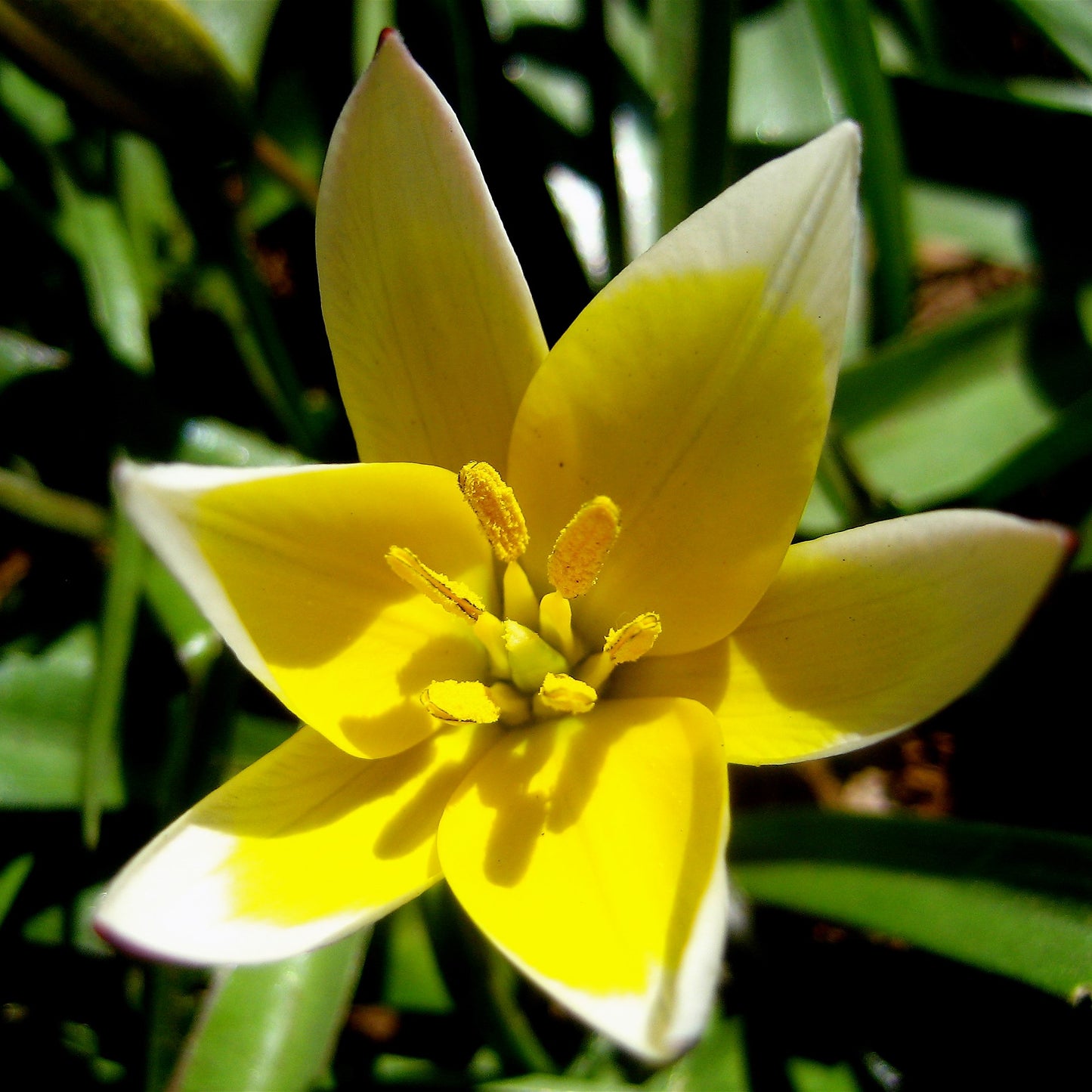 Tulip - Tarda