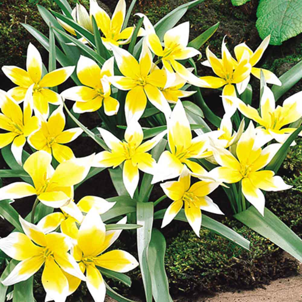 Tulip - Tarda