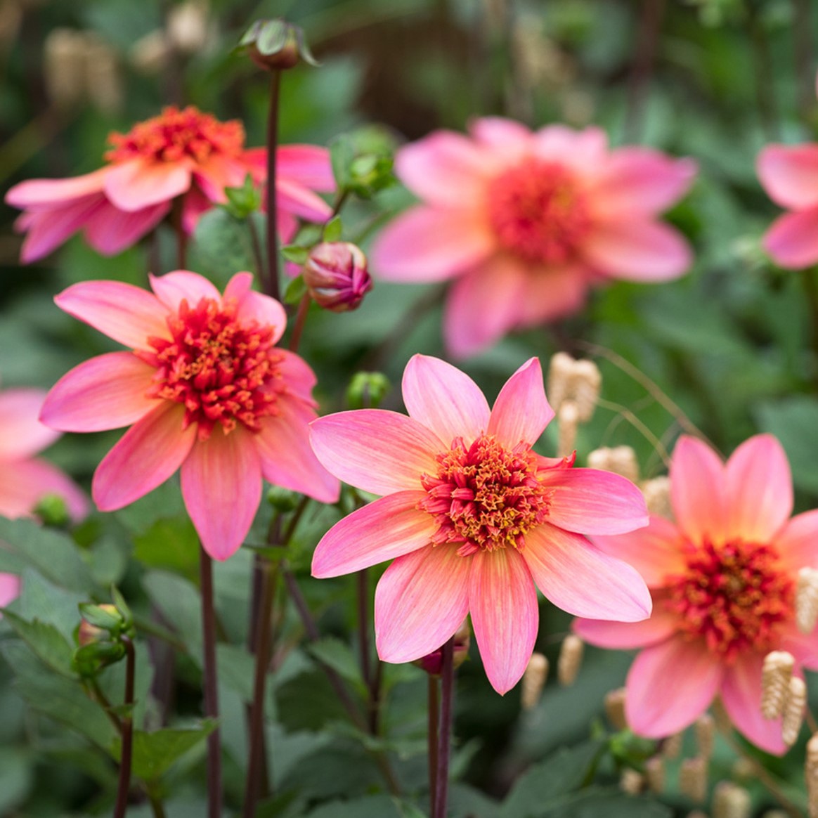 Dahlia Anemone - Totally Tangerine