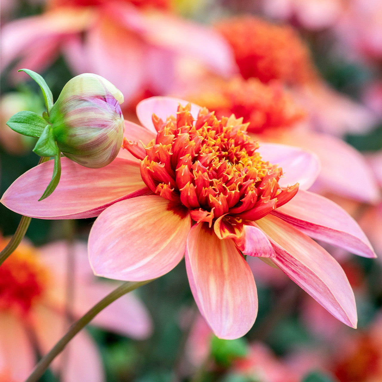 Dahlia Anemone - Totally Tangerine