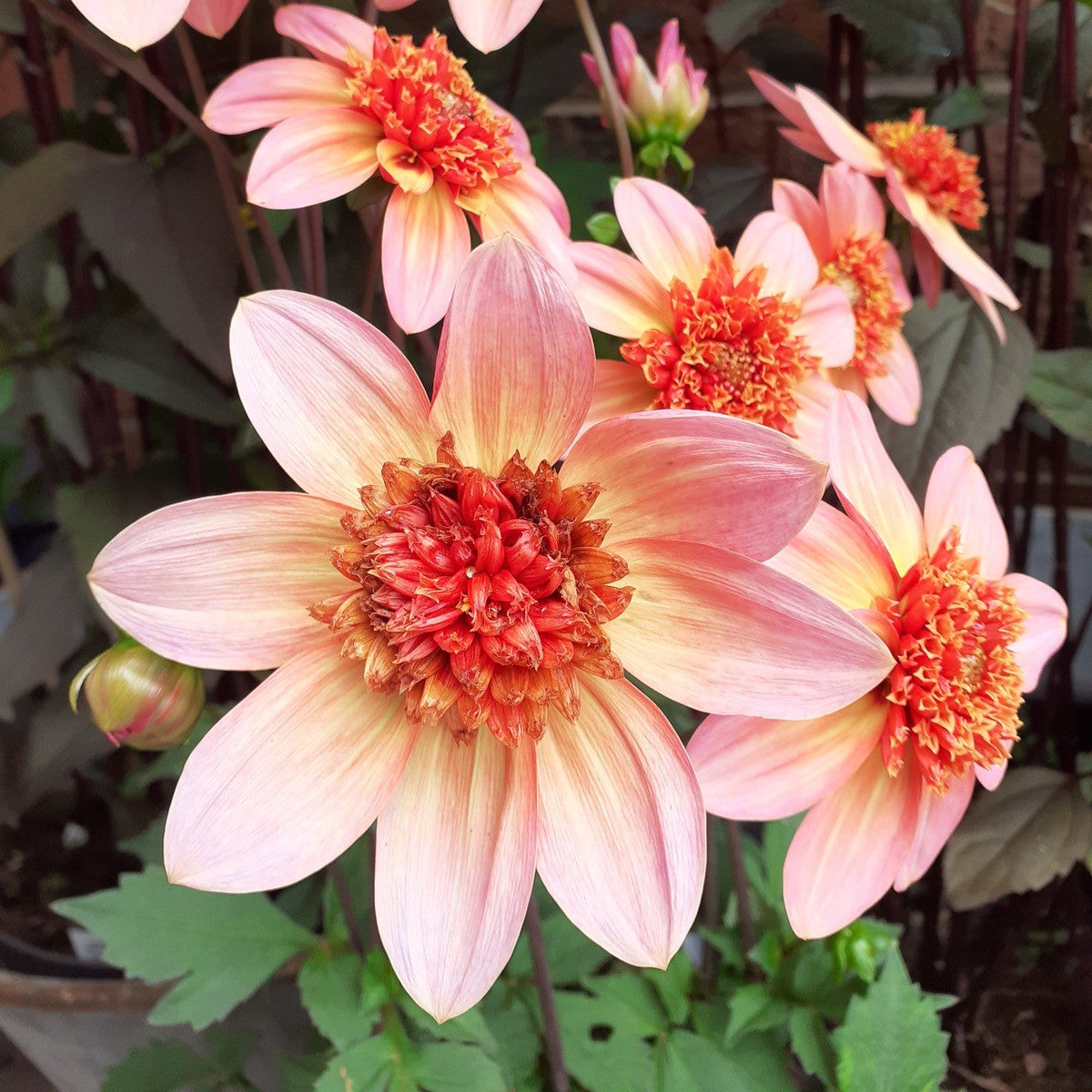 Dahlia Anemone - Totally Tangerine