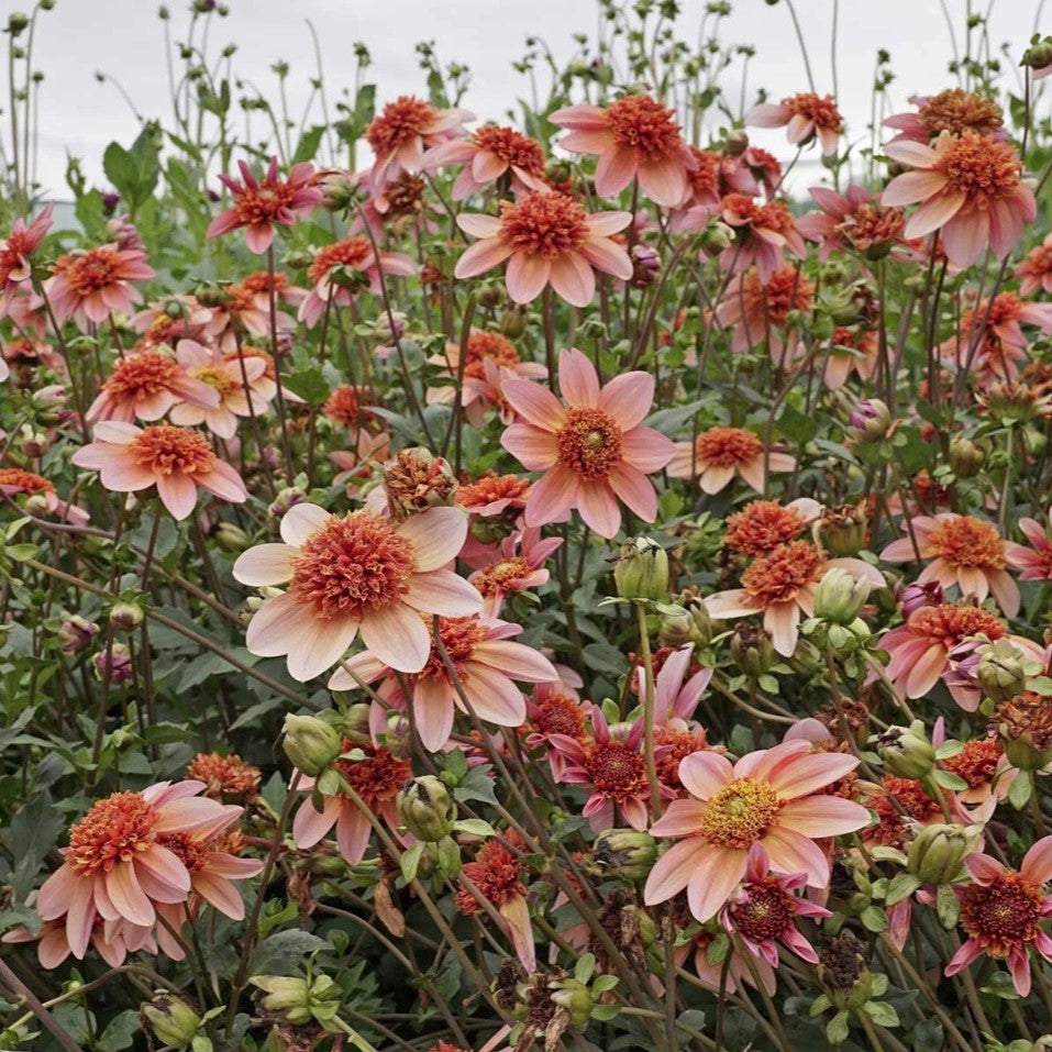 Dahlia Anemone - Totally Tangerine