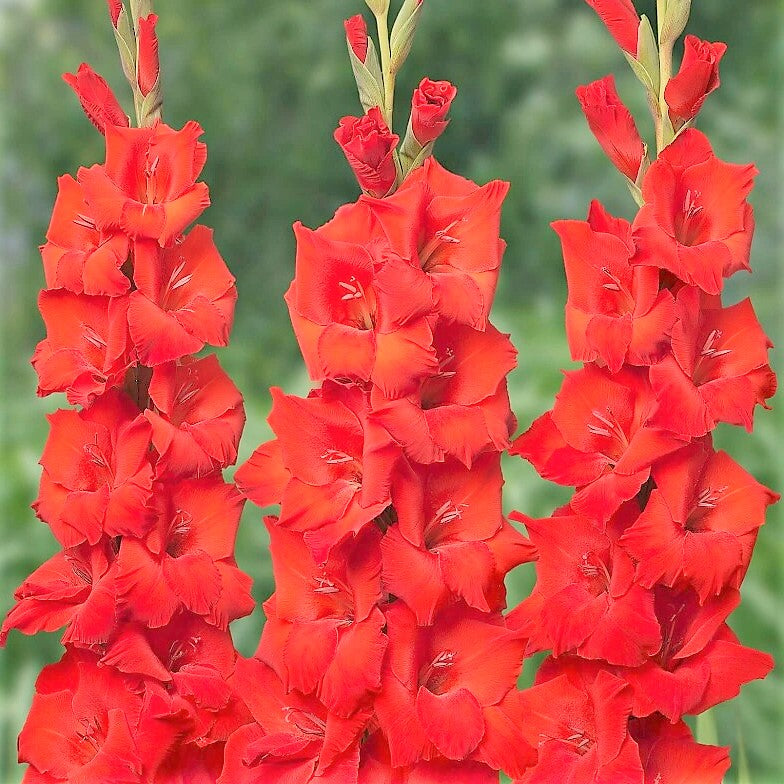 Gladioli Traderhorn