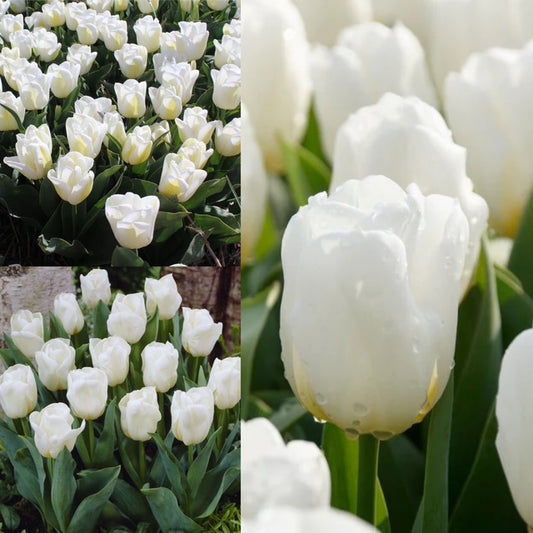 Tulip - Calgary