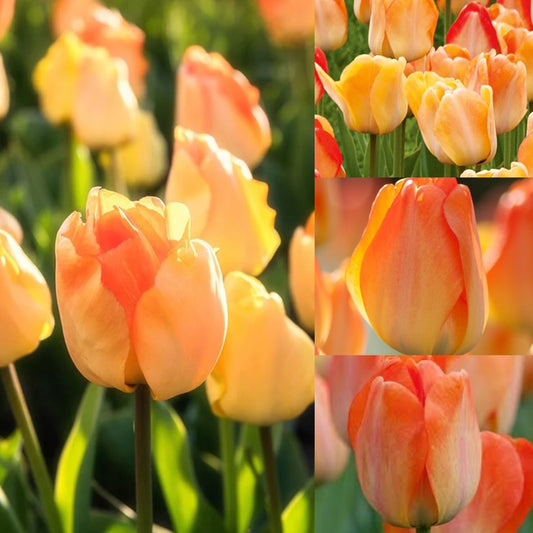 Tulip - Daydream
