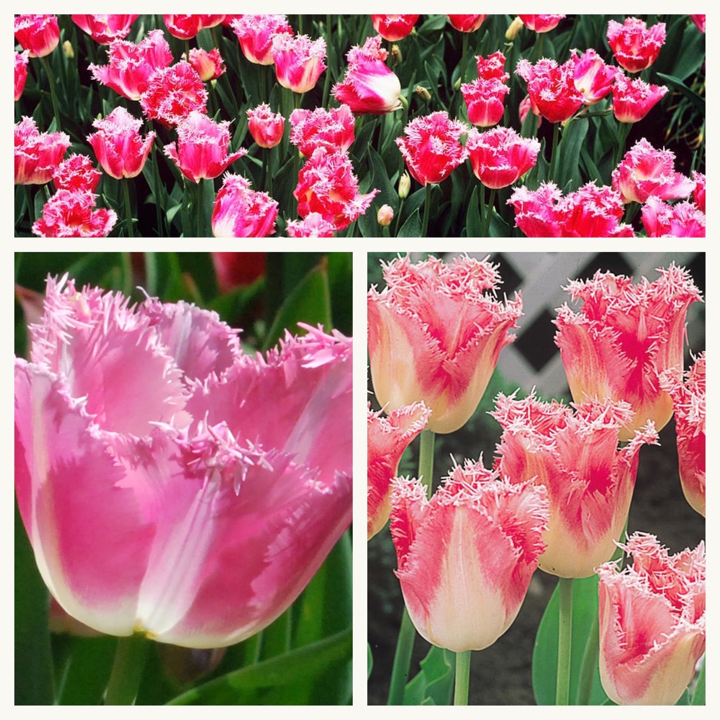 Tulip - Fancy Frills