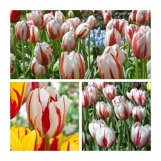 Tulip - Happy Generation