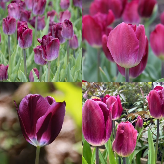 Tulip - Kansas Proud