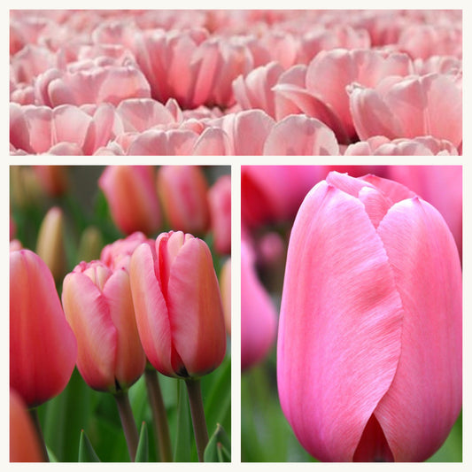 Tulip - Pink Impression