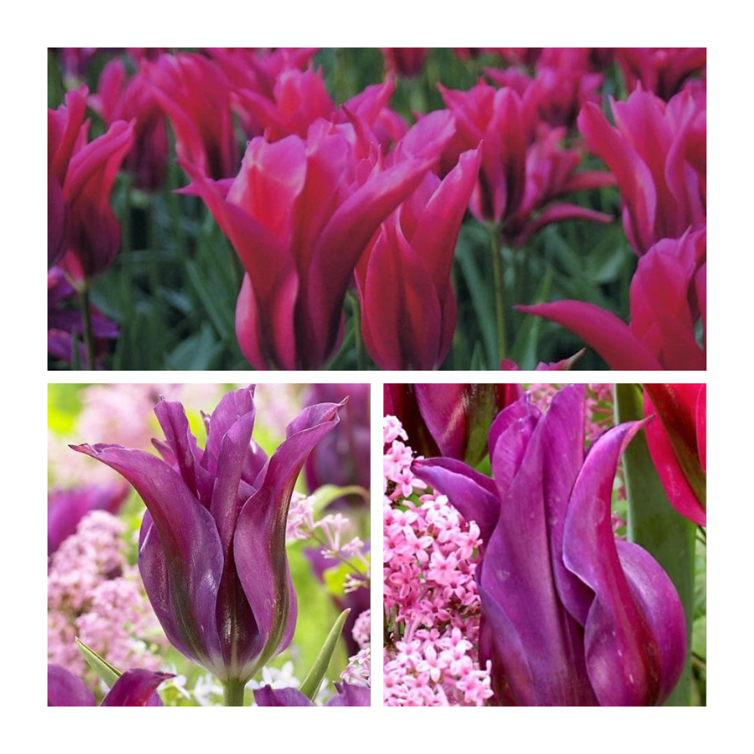 Tulip - Purple Doll