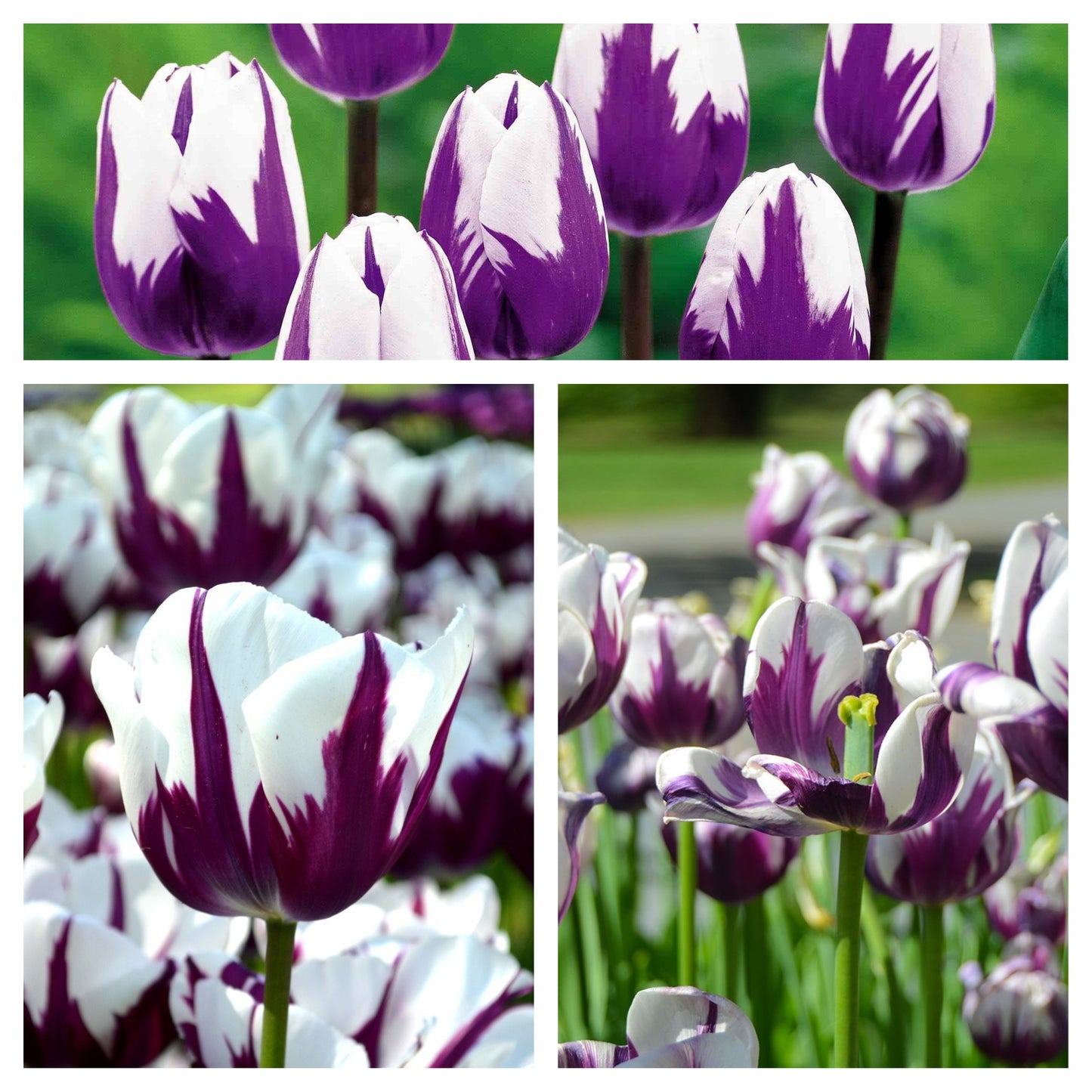 Tulip - Rems Favourite
