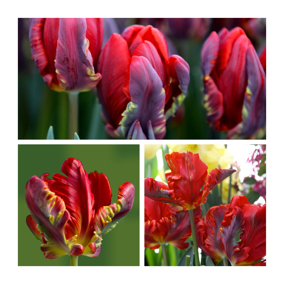 Tulip - Rococo