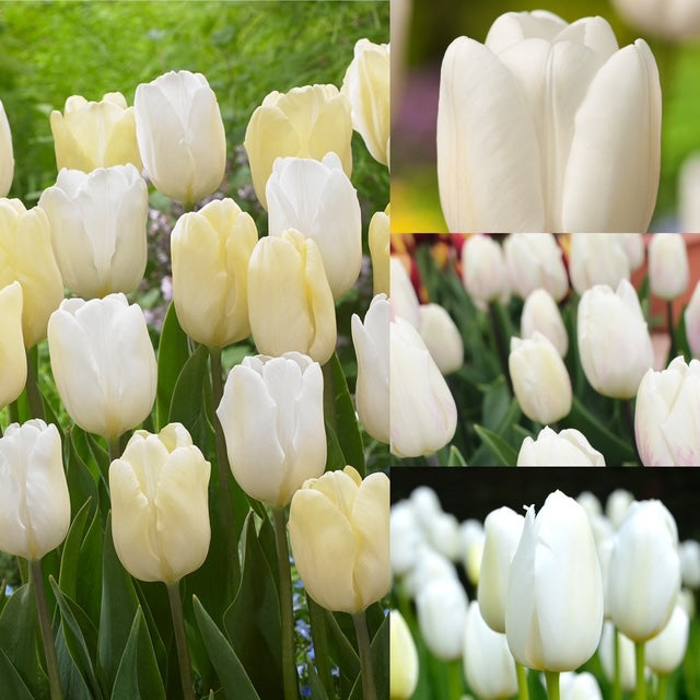 Tulip - White Flag