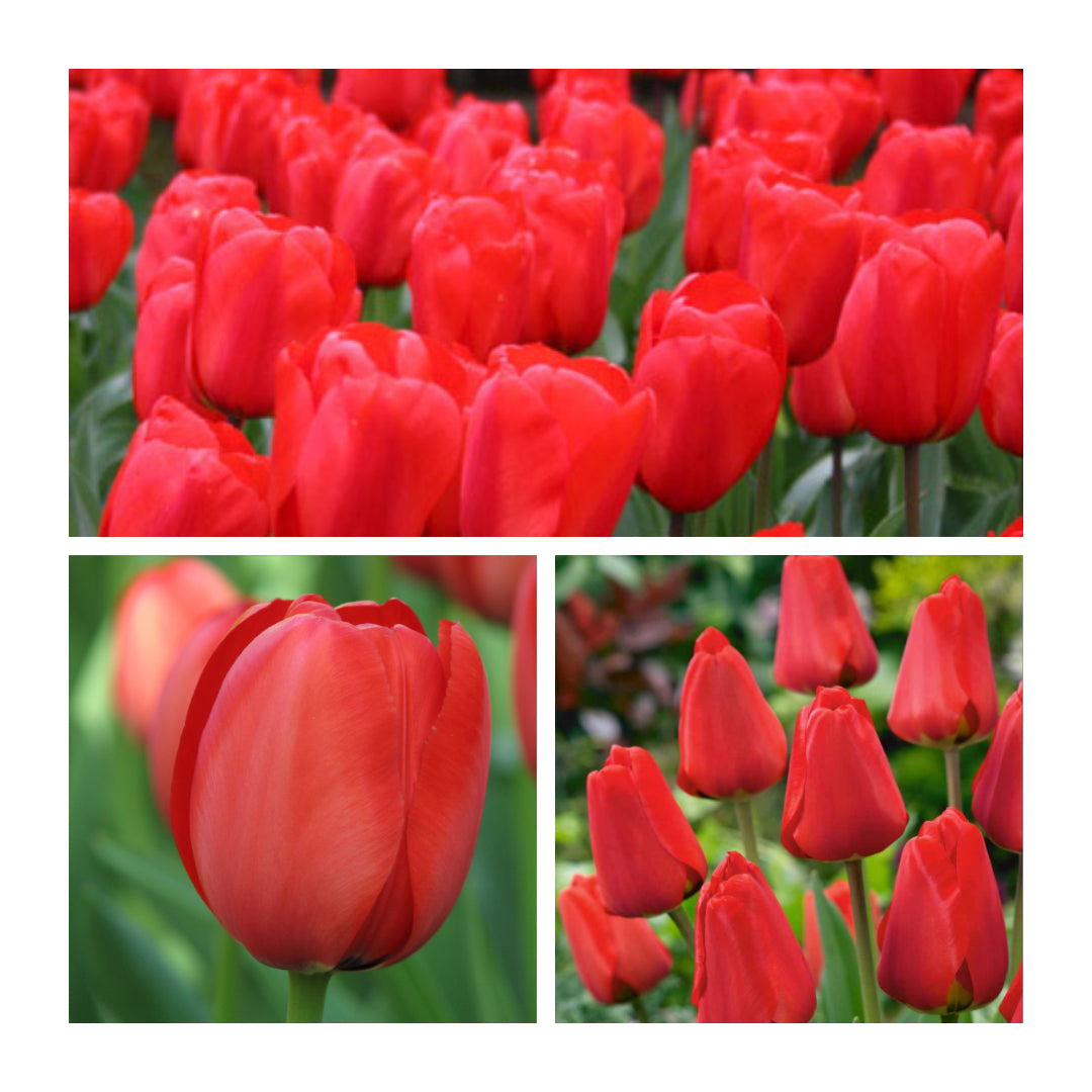 Tulip - Apeldoorn