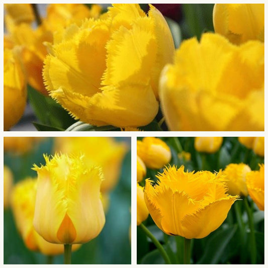 Tulip - Crystal Star