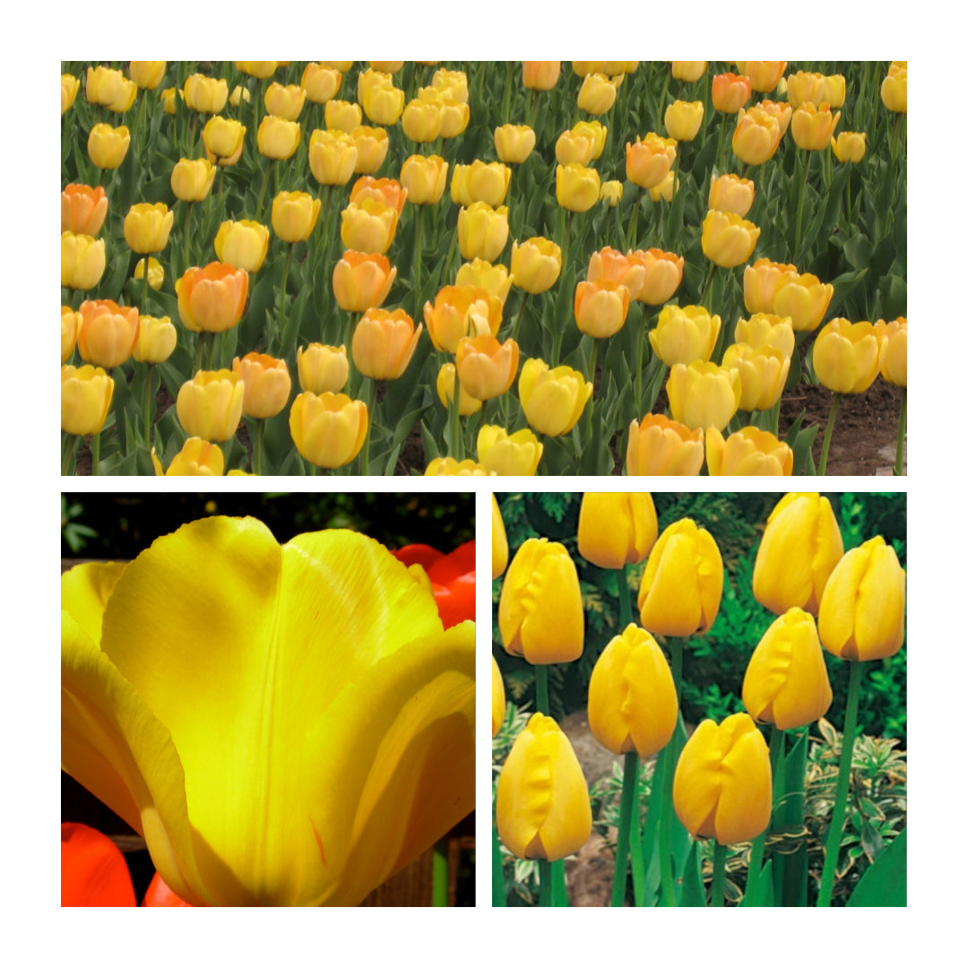 Tulip - Golden Apeldoorn