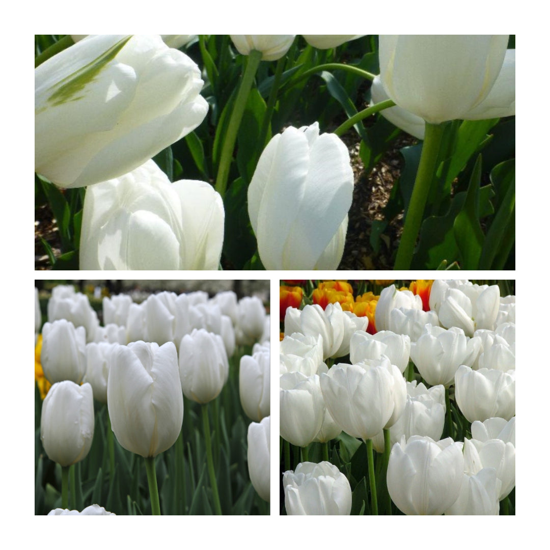 Tulip - Hakuun