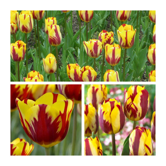 Tulip - Helmar