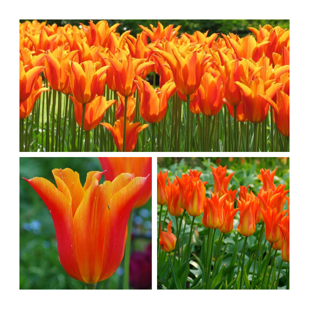 Tulip - Ballerina