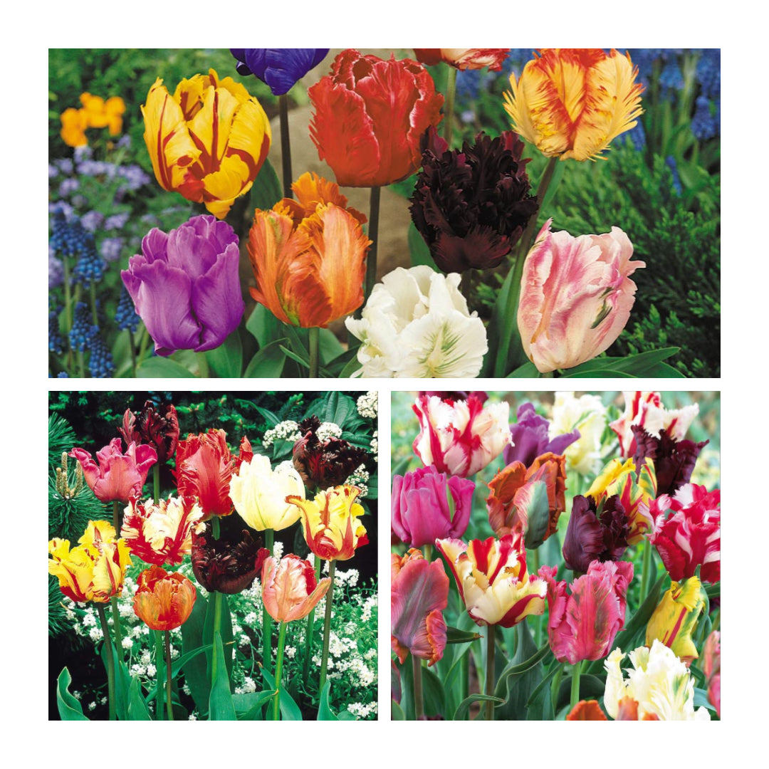 Tulip - Mixed Parrot