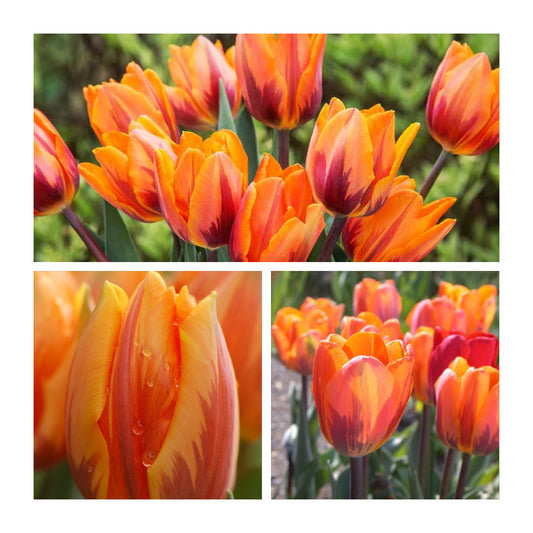 Tulip - Princess Irene