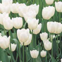 Tulip - White Dream